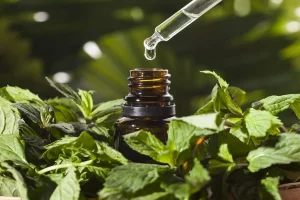 Mentha Oil vs. Crude Oil