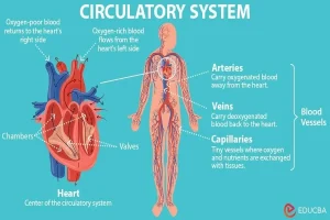 Circulatory System